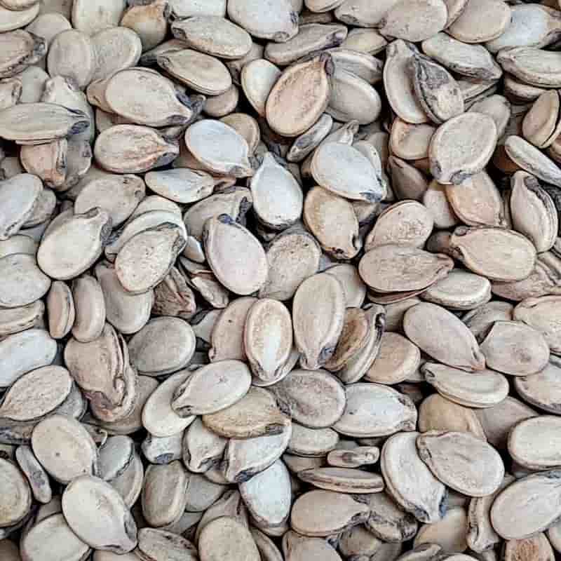 خرید تخمه هندوانه